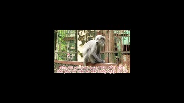 Giải oan cho vọoc mẹ khỏi "drama tình ái" tại Thảo Cầm Viên | Nhịp sống Sài Gòn