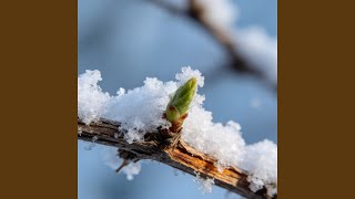 我在等一场雪