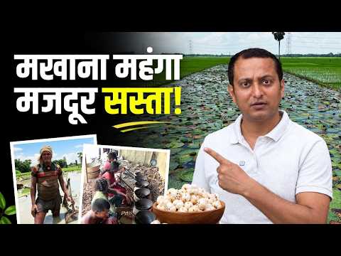 Bihar के 'Superfood' कारोबार से आखिर कौन कमा रहा है? The ₹1,000 Makhana that pays workers just ₹40.