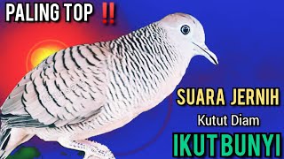 Suara kutut lokal Jernih Suara Besar Menjadikan Kutut DIAM IKUT BUNYI AUTO GACOR Mendengarnya ‼️ 