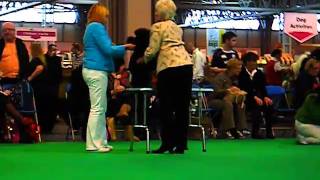 crufts 2011 v1.AVI