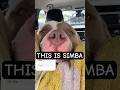 This Is SIMBA Simbabrave This Is SIMBA Simbabrave