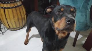 Can İle Sohbet - Karam Tek Başına Dışarıya Çıkıyor