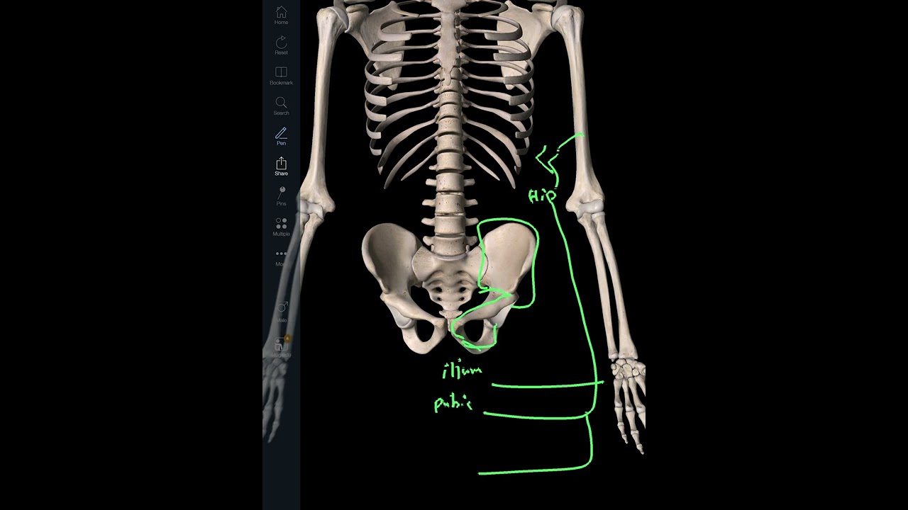 Pelvis anatomy LC 1 تشريح الحوض