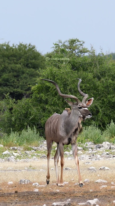 Greater Kudu spotted during safari in wilderness #kudu #deer #safari #wild #nature #wildlife HA72470