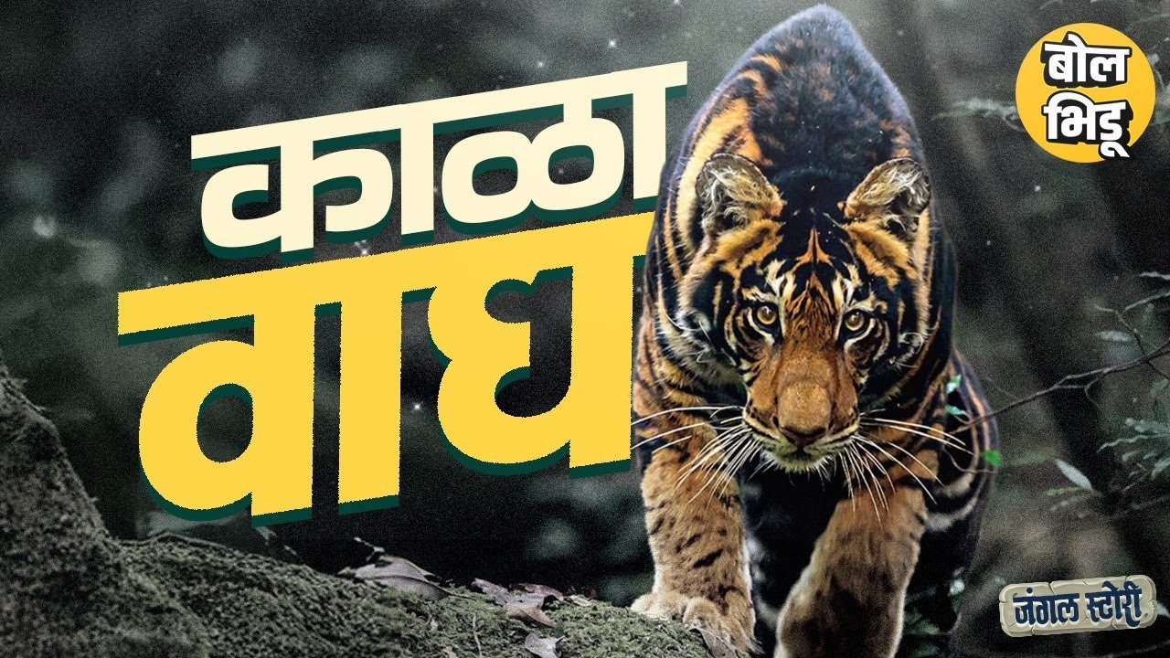 Jungle Stories: भारतातल्या Similipal National Park मध्ये आढळणाऱ्या काळ्या वाघांची गोष्ट| Black Tiger