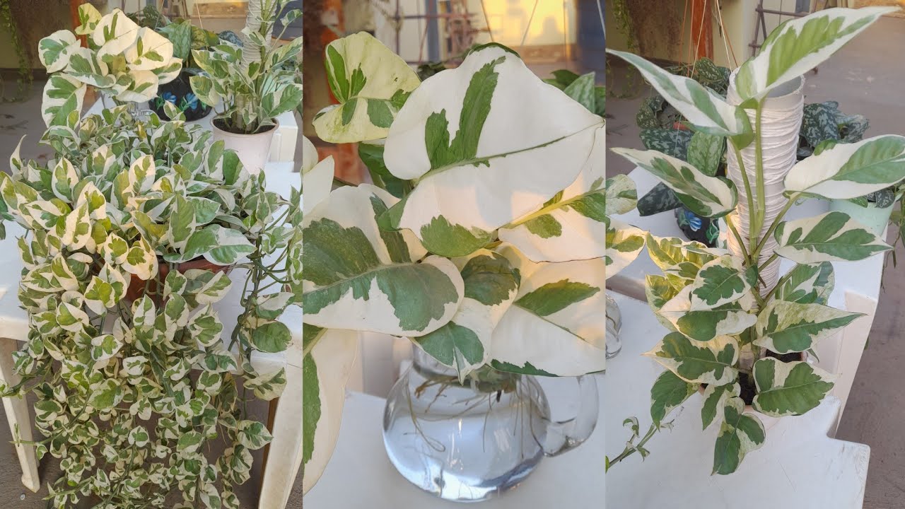 TRÊS FORMAS DE CULTIVOS DA JIBOIA N'JOY+ TÁ CHEGANDO O DIA, GENTEMMM😍😍😍😍