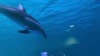 Dolphins Shedd May 2022