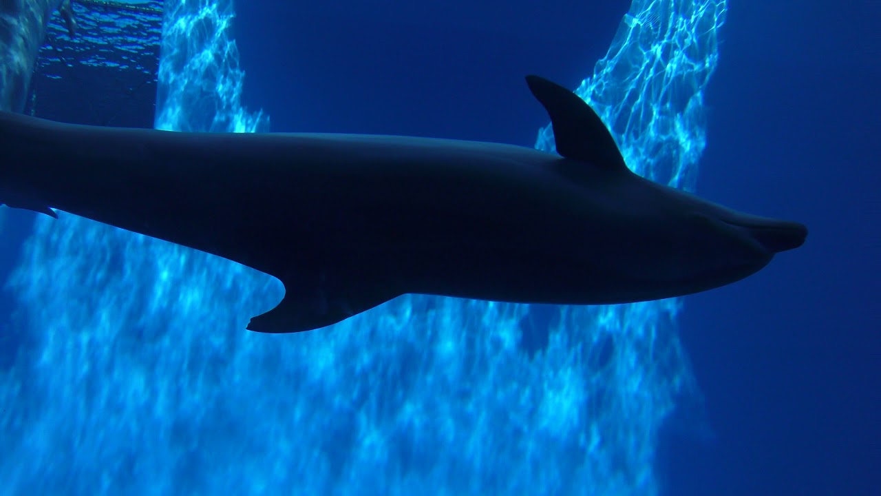 バンドウイルカ (上越市立水族博物館 うみがたり) 2019年4月5日