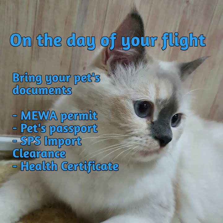DIY Travelling Pets Saudi To Philippines YouTube diy-travelling-pets-saudi-to-philippines-youtube