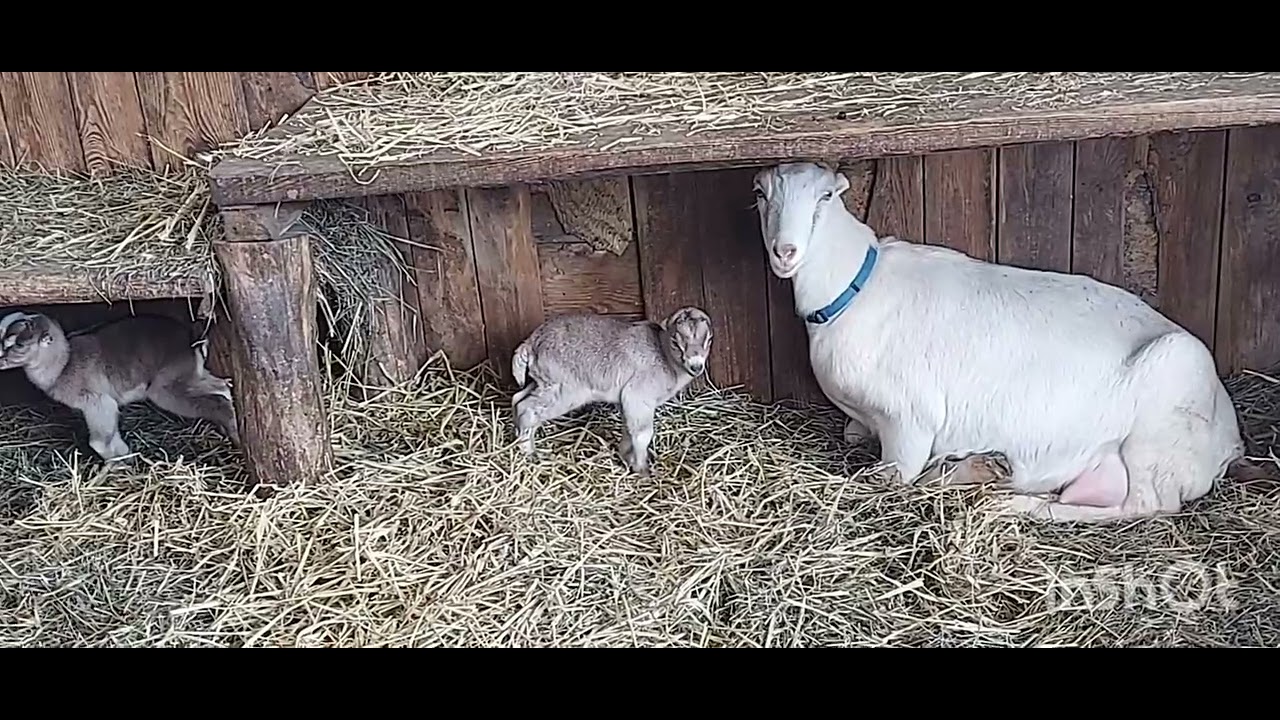 Знероження козенят , навчальне відео  плюс корисні поради зі свого досвіду .