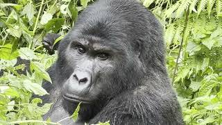 Stunning sightings at Rushaga; Bwindi; Uganda Gorilla Trekking