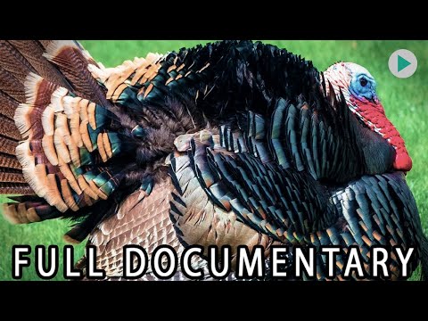 WILD AMERICA: WILD TURKEY - PART 2