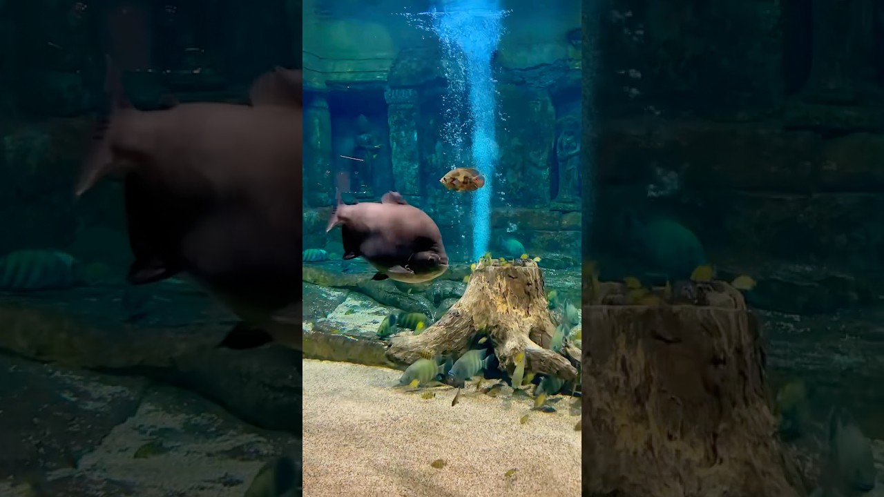 Aquascape ASMR –  Part 16 Ecoscape Elegance 🔥