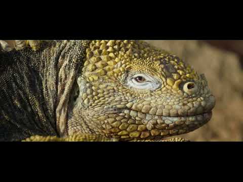 Galapagos Islands Collection, Summer 2025.​