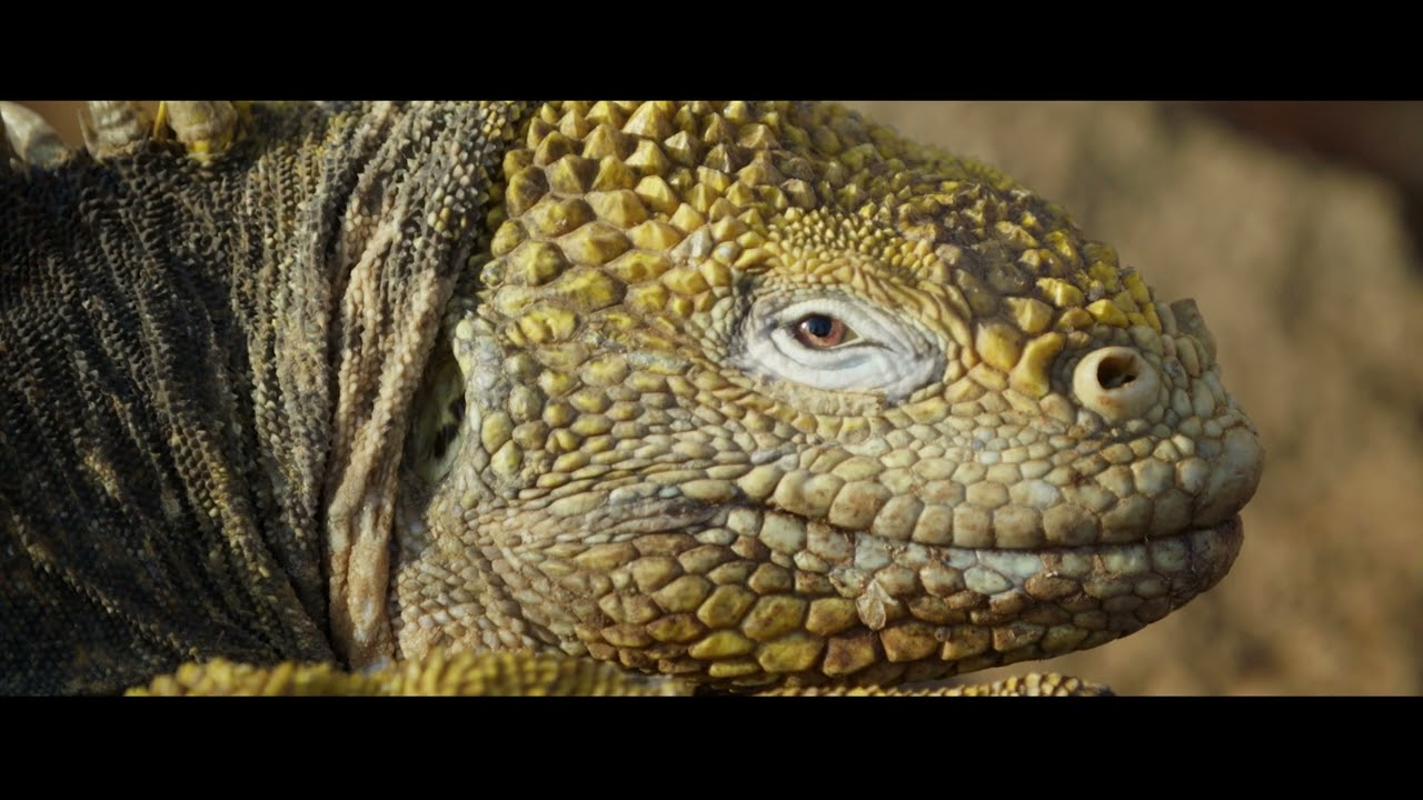 Galapagos Islands Collection, Summer 2025.​