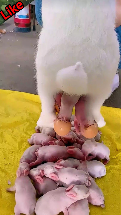 how little rabbits giving birth 🥰 Rabbit bunny giving births ? #rabbitgivingbirth #shorts
