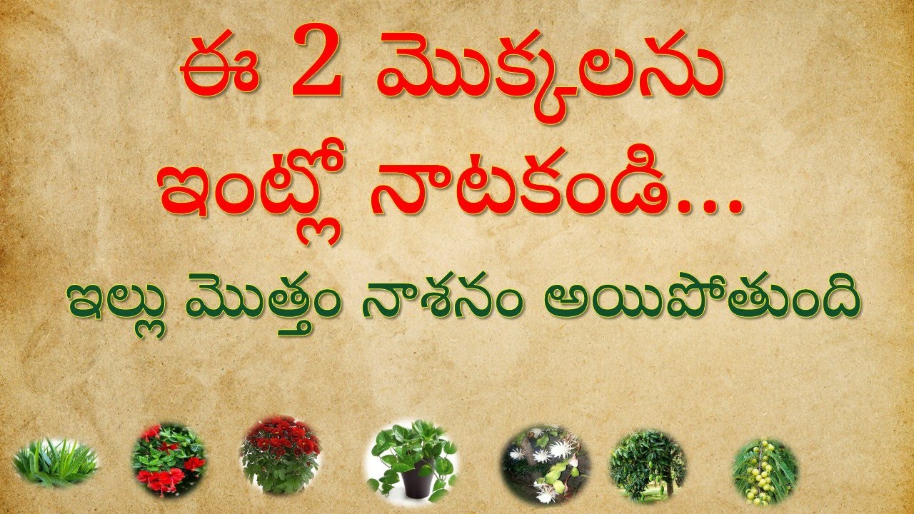 ఈ 2 మొక్కలను ఇంట్లో నాటకండి ఇల్లు మొత్తం నాశనం అయిపోతుంది || Motivational quotes || Jeevitha satyalu