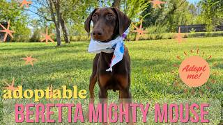 Adoptable Beretta Mighty Mouse | Sweet, Smart & Loyal Doberman Puppy