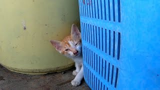 漁港を探検する子猫