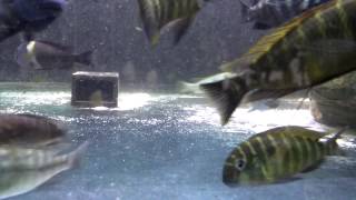 Download Lagu Simochromis diagramma Isanga Download Lagu Simochromis diagramma Isanga