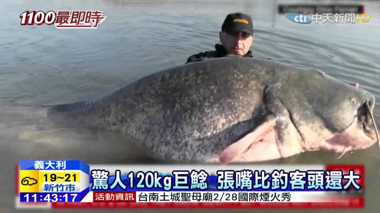 20150227中天新聞 釣到龐然大物 百公斤巨鯰比人還大 - YouTube