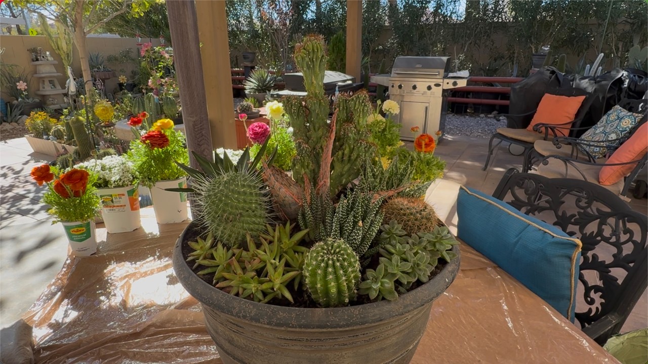 Cactus pot decorations and various Aloes. / 선인장 정원 꾸미기와 다양한 알로들.