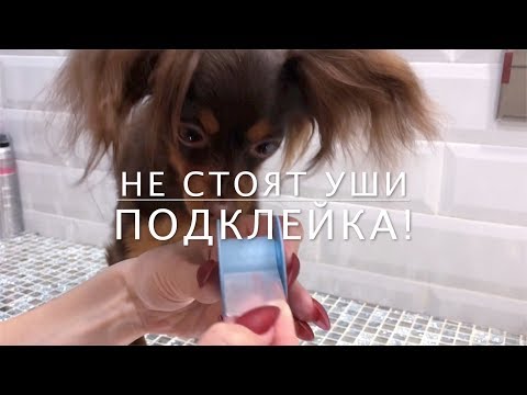 Уши не стоят! Как подклеить Уши собаке?