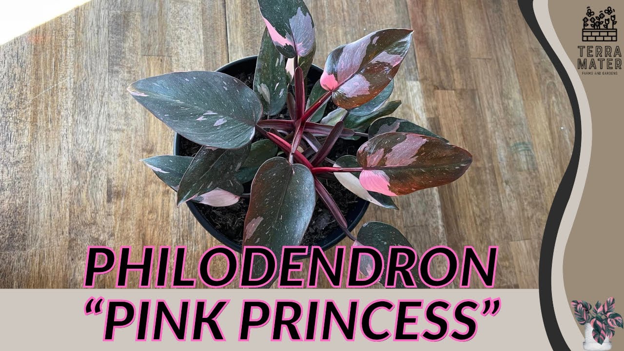 Philodendron 'Pink Princess': A Stunning Houseplant with
