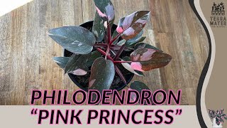 Philodendron 'Pink Princess': A Stunning Houseplant with