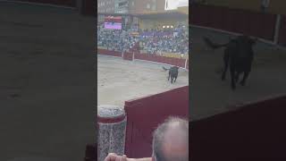 TORO SALE A LA PLAZA DE GUADALAJARA (ESPAÑA)