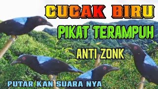 pikat cucak biru, cucak biru liar langsung turun dengar suara pikat ini, ampuh anti zonk,