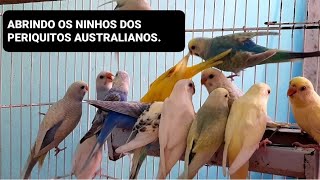 Abrindo os ninhos da criação de periquitos australianos