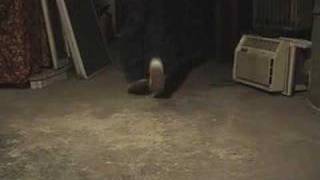 Kyren - C-Walk - Start From Scratch