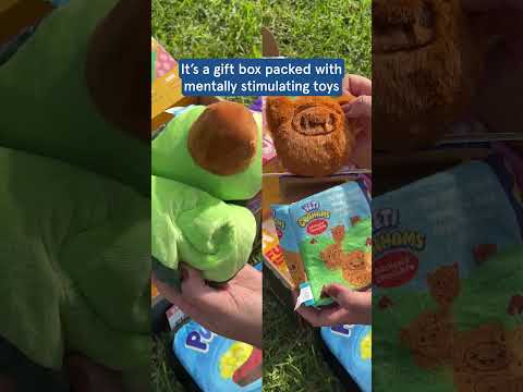 BarkBox YouTube ad: Get a FREE Dog Bed in your first box!