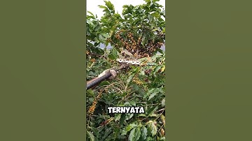 Mesin untuk panen biji kopi. #shorts #viralvideo