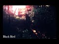 Black Bird / ぼくのりりっくのぼうよみ(Cover)