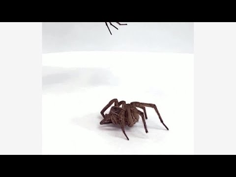 まるでＵＦＯキャッチャー、死んだクモをロボットアームに変える研究　米大学