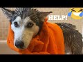 Attempting Bath Time With My Husky Puppy While In Season! [CUTEST STUBBORN PUPPY!]