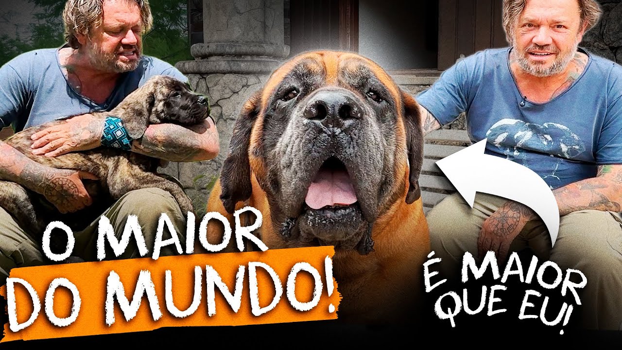 🏡 ESSE CÃO PESA 100 KG E AINDA É UM BEBÊ! Richard conhece o Mastiff 🐾