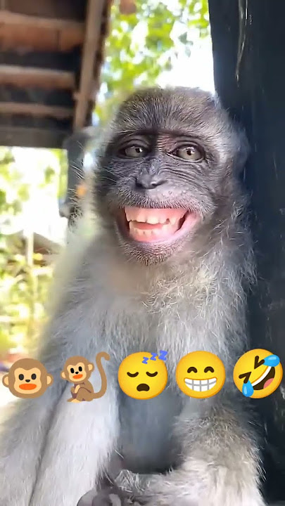 monyet lucu tidur kaget langsung senyum #monyet #lucu #funny #monkey