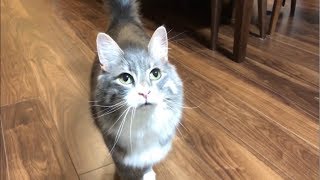 オモチャを追いかけ走る猫 ノルウェージャンフォレストキャットChase a toy.Norwegian Forest Cat.