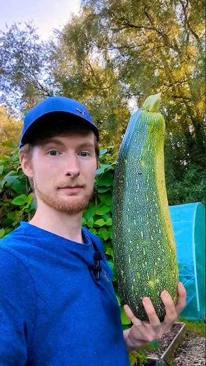 this-is-what-happens-when-you-forget-to-harvest-your-courgettes