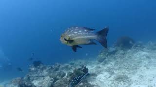 Dive1192-3 Midnight Snapper, 도미,