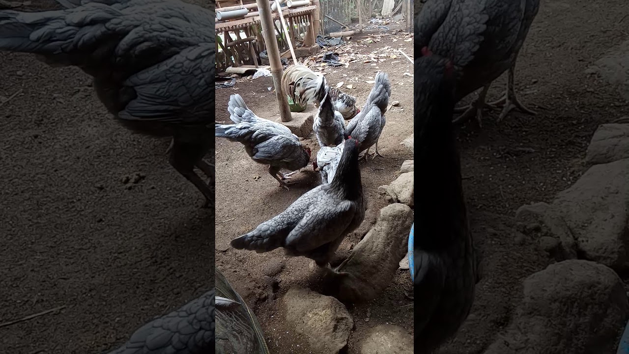 Ayam Kampung Sentul. Mulai aja dulu 