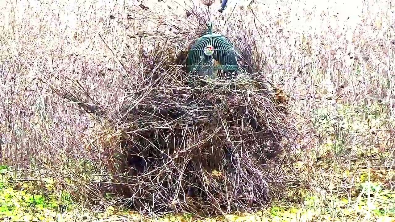 GRANAINO, AÑORETO 2º CELO PRIME SALIDA 2026  2