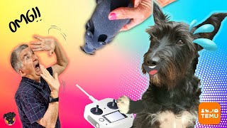 10 REGALOS GENIALES para mis perros LANA y MEL / TEMU by Las Aventuras de Lana 20,919 views 11 days ago 9 minutes, 15 seconds