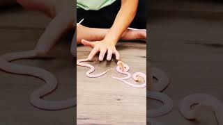 18 So Cute BUT So Deadly Baby Cobras #shorts #animals #shiv #shiva