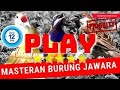 guru vokal audio 10jam masteran kapas tembak gacor vs burung gereja tarung vs cucak cungkok full HD