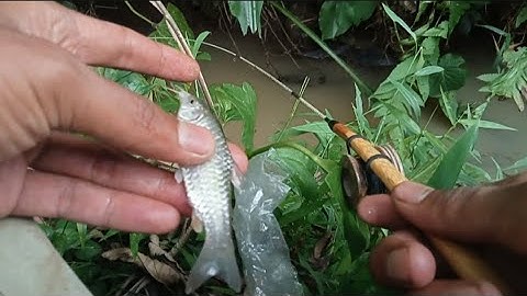 Spot Mancing Ikan Wader Masih Mudah Ditemui Disini ‼️